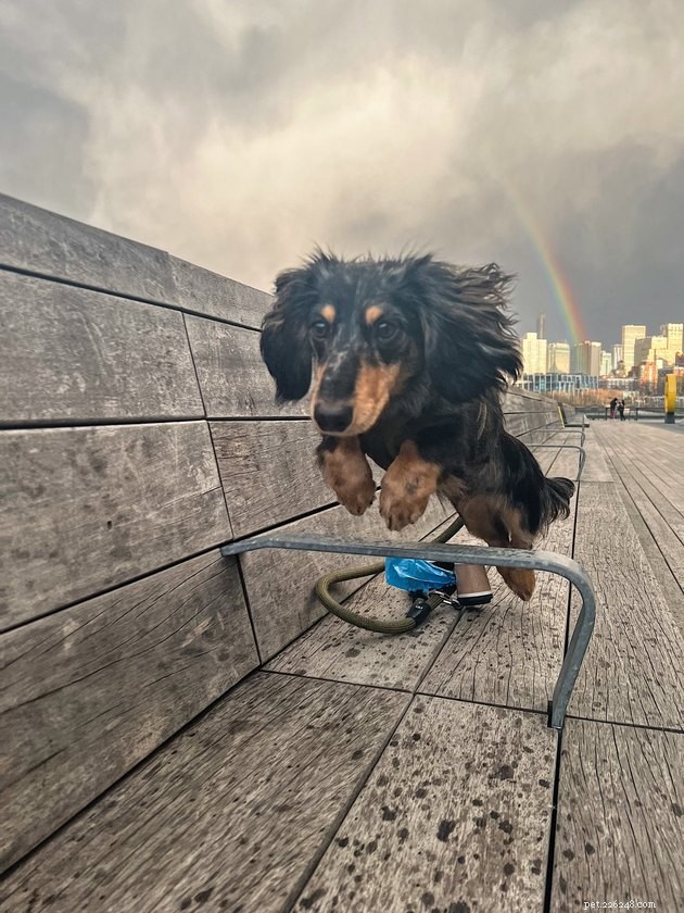 16 Adorable Pet Photos That Will Brighten Your Day