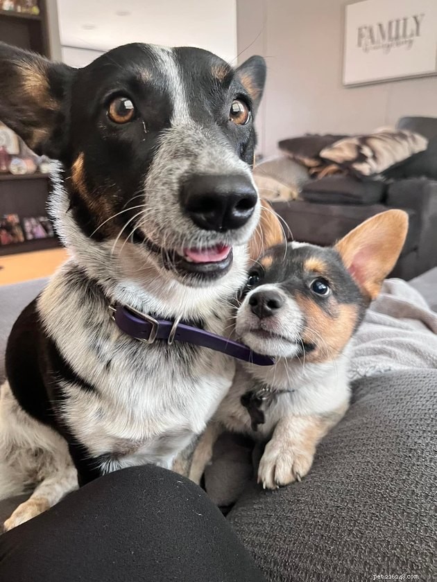 16 Adorable Pet Photos That Will Brighten Your Day
