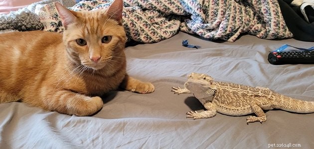 16 Adorable Pet Photos That Will Brighten Your Day