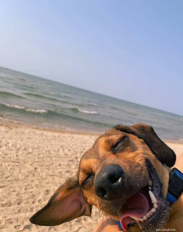 16 Adorable Pet Photos That Will Brighten Your Day