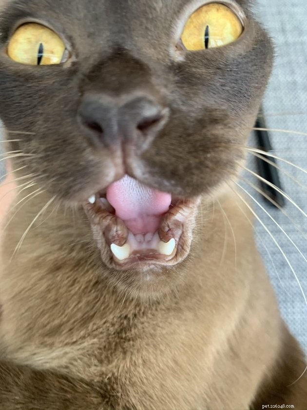 18 Classic Cat Expressions That Will Make You Laugh