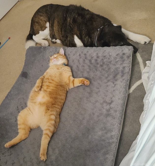 16 Adorable Pet Photos That Will Brighten Your Day