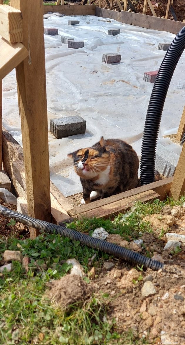 18 Classic Cat Expressions That Will Make You Laugh