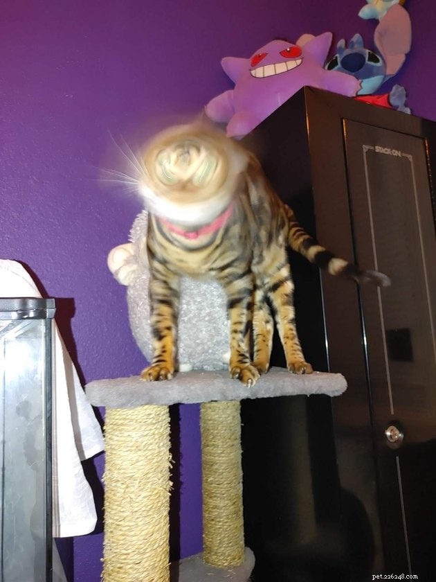 18 Classic Cat Expressions That Will Make You Laugh