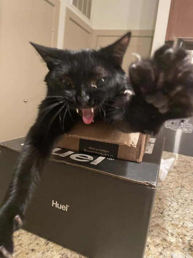 18 Classic Cat Expressions That Will Make You Laugh