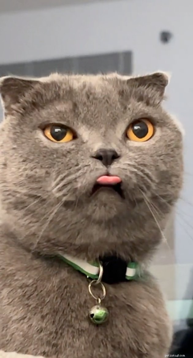 18 Classic Cat Expressions That Will Make You Laugh
