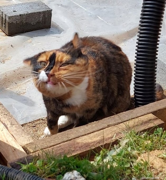 18 Classic Cat Expressions That Will Make You Laugh