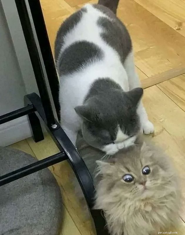 18 Classic Cat Expressions That Will Make You Laugh