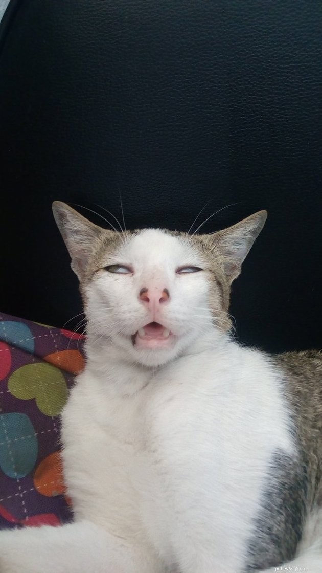 18 Classic Cat Expressions That Will Make You Laugh