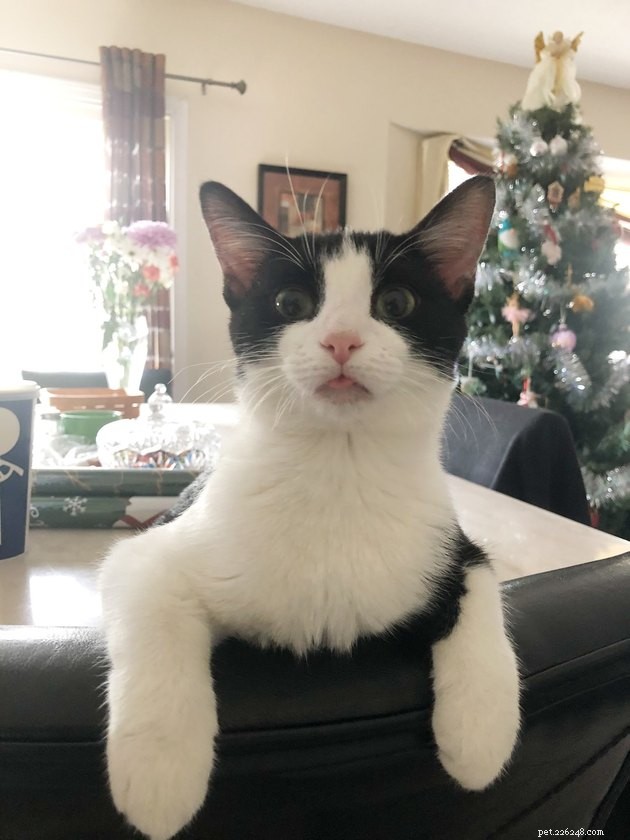 18 Classic Cat Expressions That Will Make You Laugh