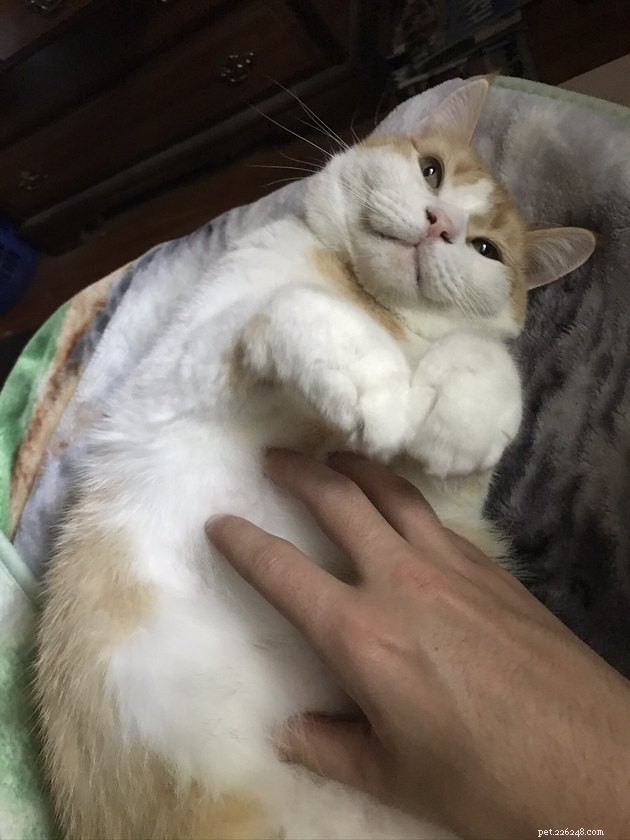 18 Classic Cat Expressions That Will Make You Laugh