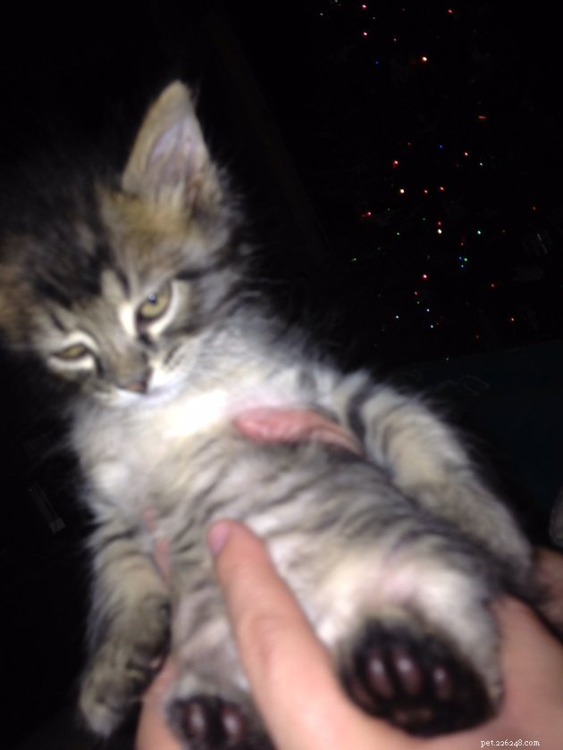 18 Classic Cat Expressions That Will Make You Laugh