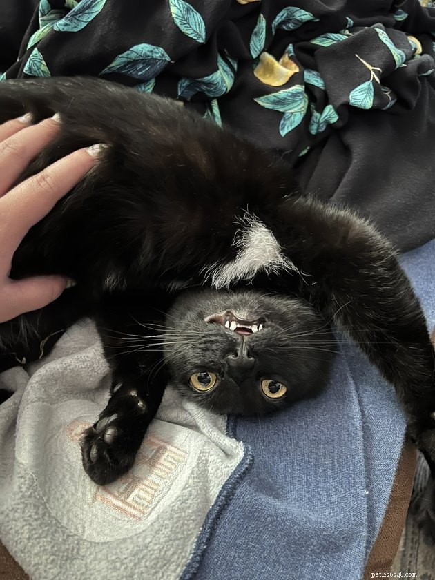 18 Classic Cat Expressions That Will Make You Laugh