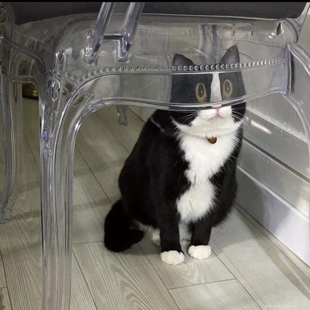 18 Classic Cat Expressions That Will Make You Laugh