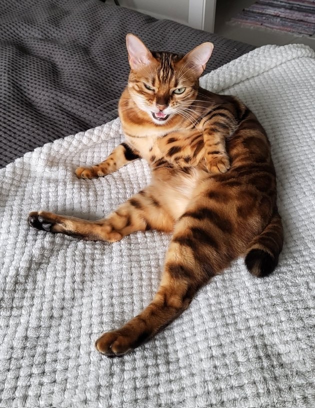 18 Classic Cat Expressions That Will Make You Laugh