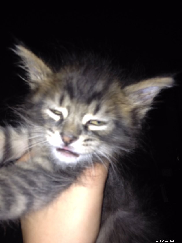 18 Classic Cat Expressions That Will Make You Laugh