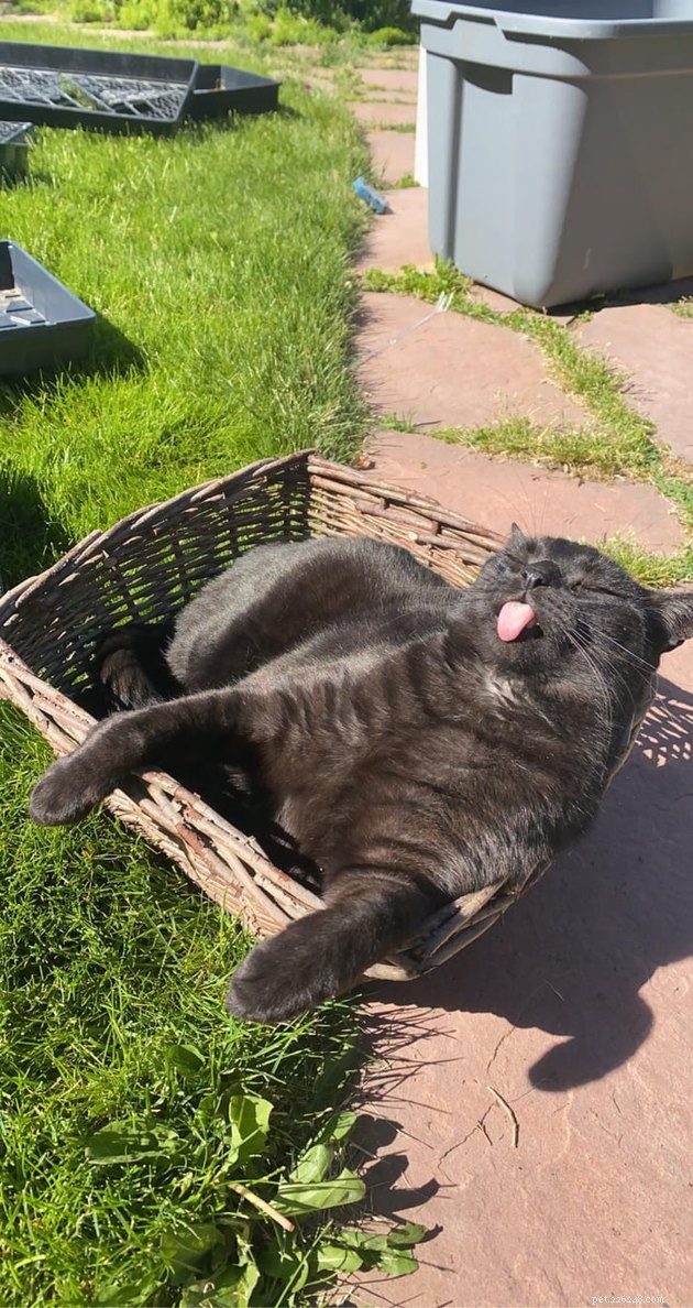 15 Pets Basking in Spring Sunshine