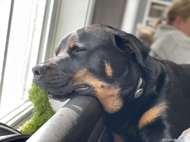 15 Pets Basking in Spring Sunshine