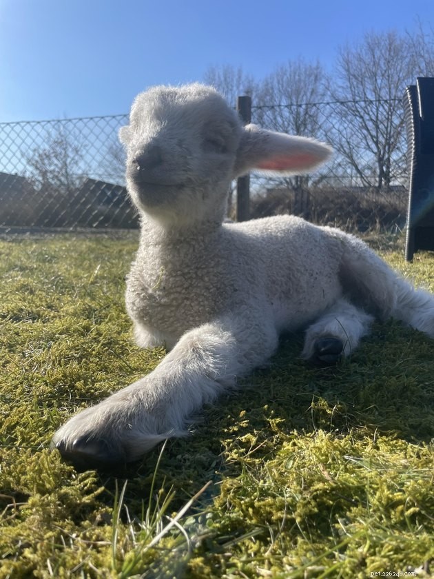15 Pets Basking in Spring Sunshine