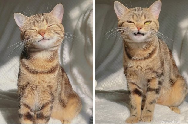 15 Pets Basking in Spring Sunshine