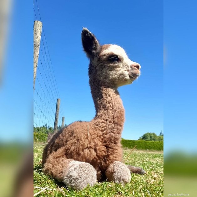 15 Pets Basking in Spring Sunshine