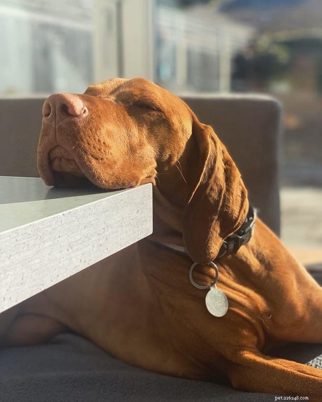15 Pets Basking in Spring Sunshine