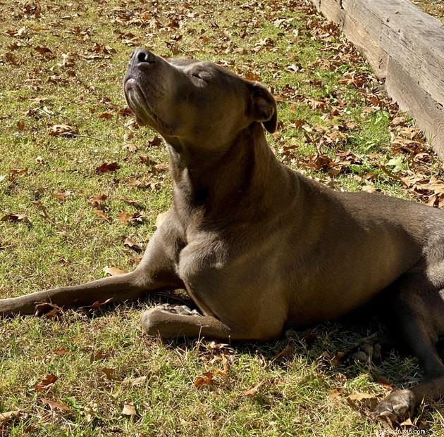15 Pets Basking in Spring Sunshine