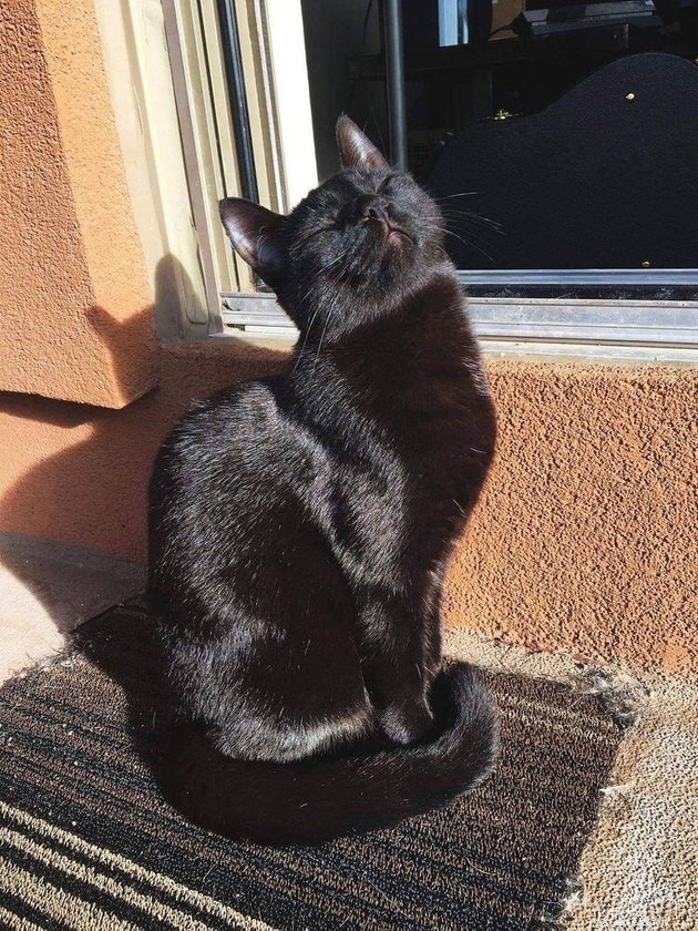 15 Pets Basking in Spring Sunshine