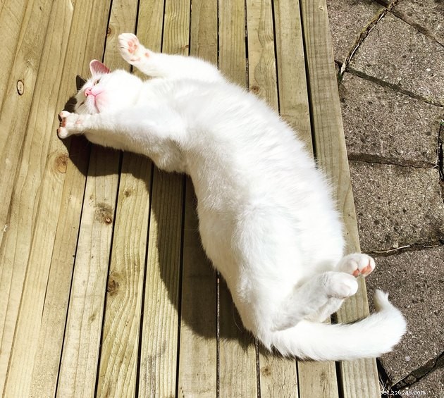 15 Pets Basking in Spring Sunshine