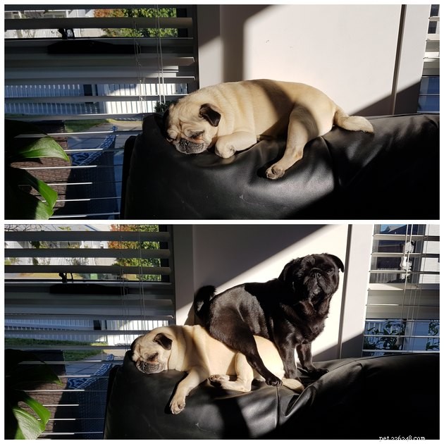 15 Pets Basking in Spring Sunshine