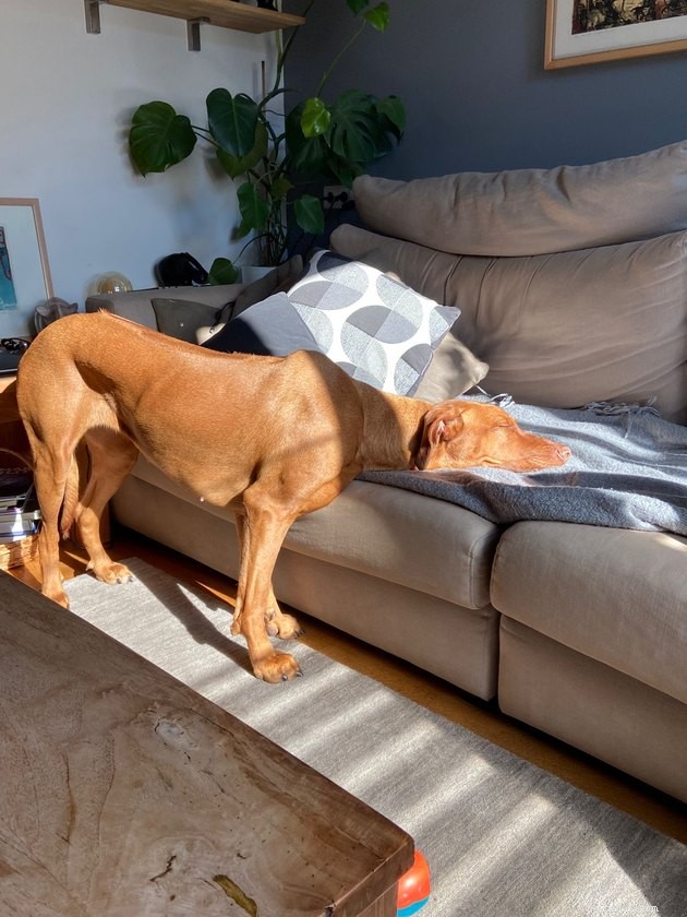 15 Pets Basking in Spring Sunshine