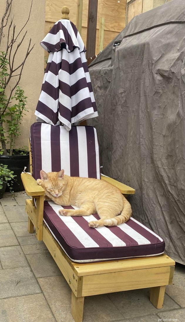 15 Pets Basking in Spring Sunshine