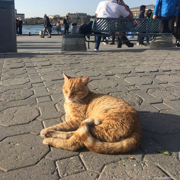 15 Pets Basking in Spring Sunshine