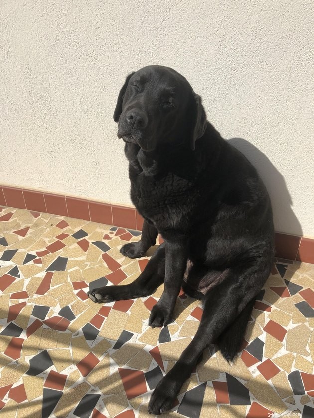 15 Pets Basking in Spring Sunshine