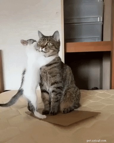 12 Cats Overwhelmed by Parenthood: Realistic Challenges Every Cat Owner Faces