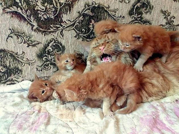 12 Cats Overwhelmed by Parenthood: Realistic Challenges Every Cat Owner Faces