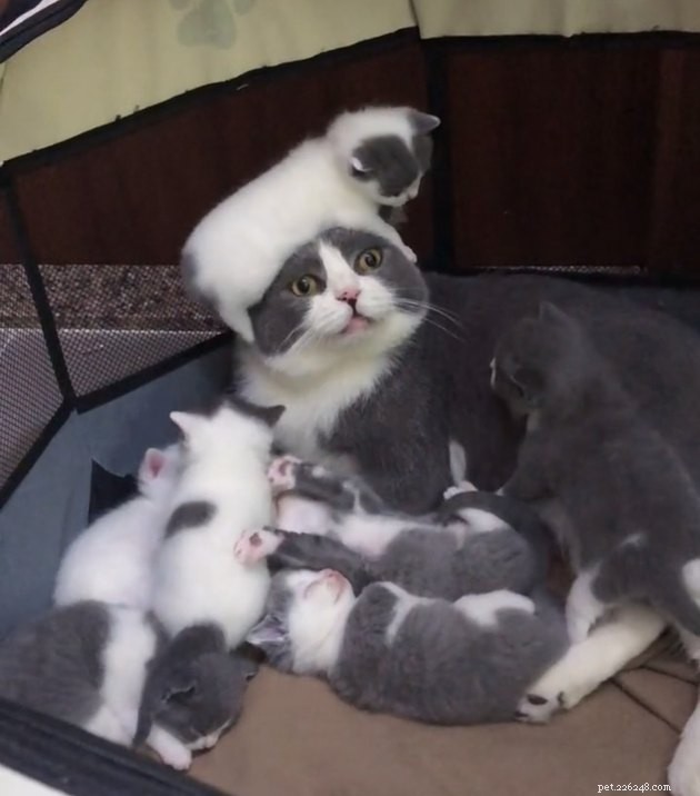 12 Cats Overwhelmed by Parenthood: Realistic Challenges Every Cat Owner Faces