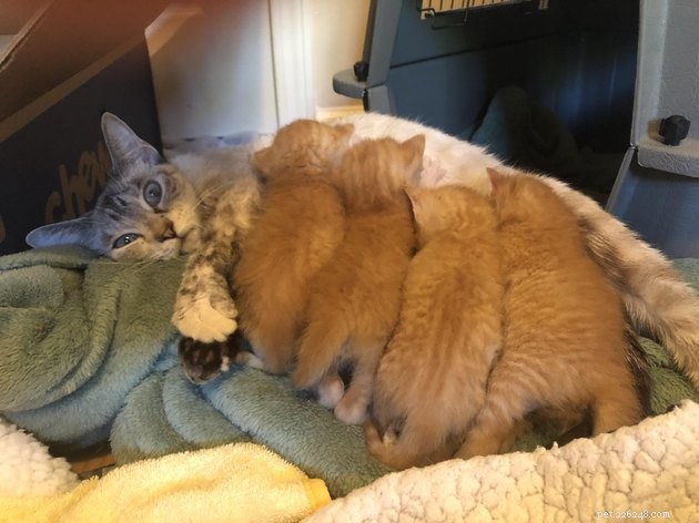 12 Cats Overwhelmed by Parenthood: Realistic Challenges Every Cat Owner Faces