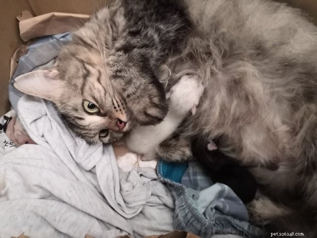 12 Cats Overwhelmed by Parenthood: Realistic Challenges Every Cat Owner Faces