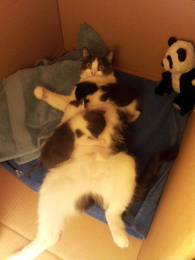 12 Cats Overwhelmed by Parenthood: Realistic Challenges Every Cat Owner Faces
