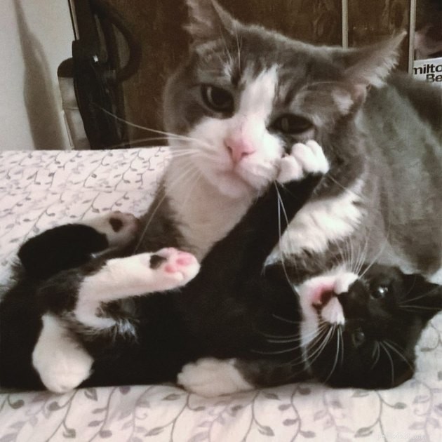 12 Cats Overwhelmed by Parenthood: Realistic Challenges Every Cat Owner Faces