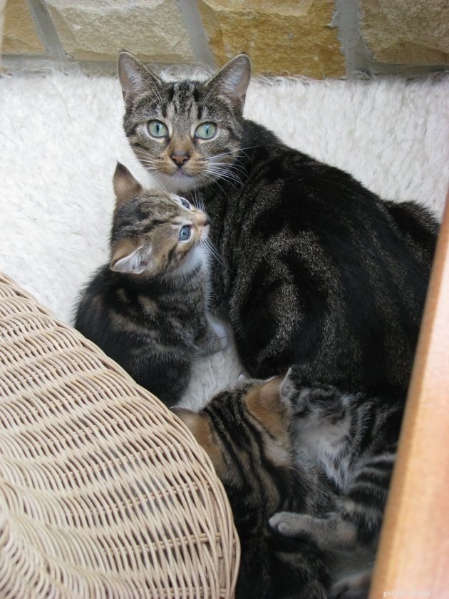 12 Cats Overwhelmed by Parenthood: Realistic Challenges Every Cat Owner Faces
