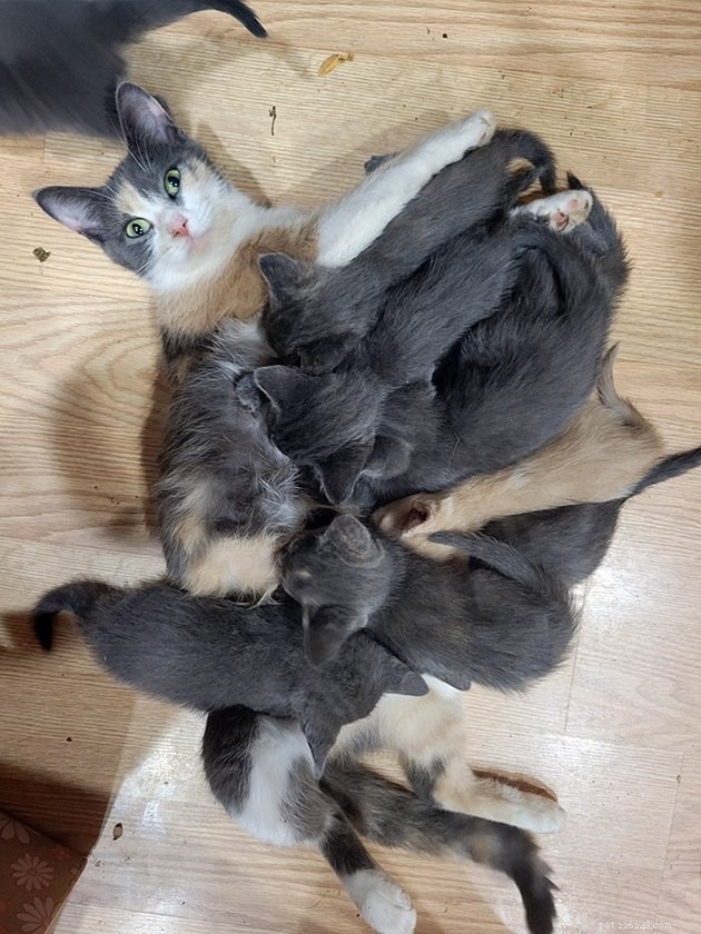 12 Cats Overwhelmed by Parenthood: Realistic Challenges Every Cat Owner Faces