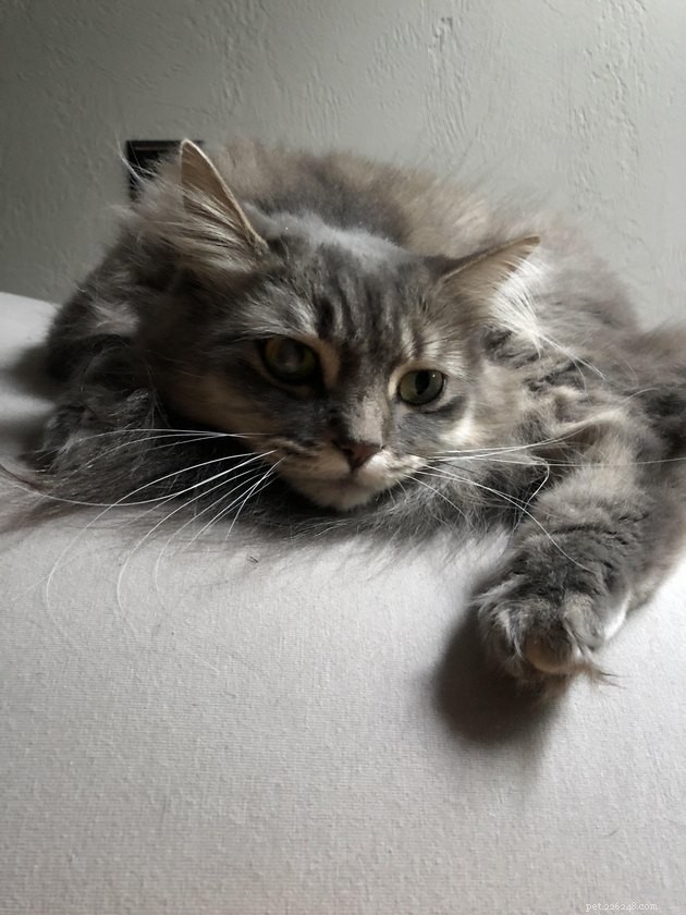 16 Captivating Photographs of Gray Cats