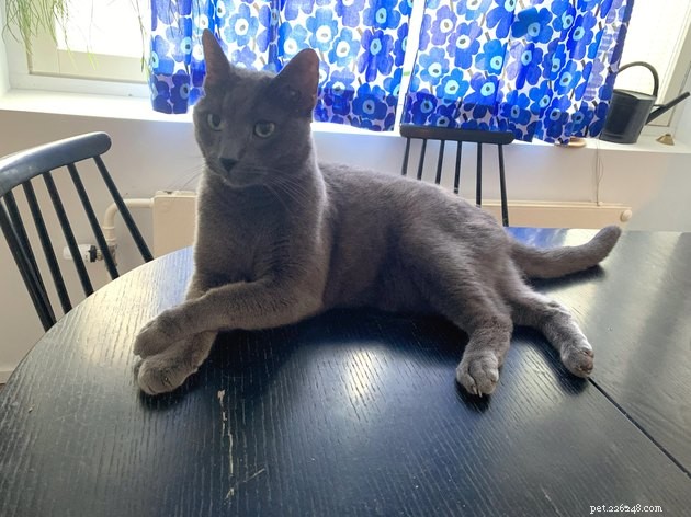16 Captivating Photographs of Gray Cats