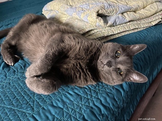 16 Captivating Photographs of Gray Cats