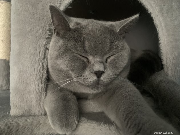 16 Captivating Photographs of Gray Cats