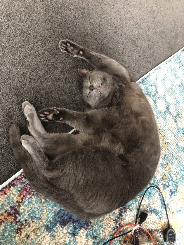 16 Captivating Photographs of Gray Cats