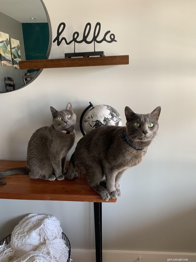 16 Captivating Photographs of Gray Cats