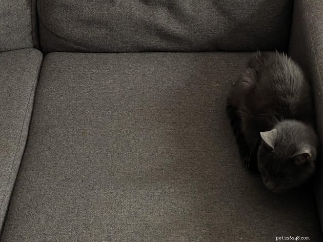 16 Captivating Photographs of Gray Cats